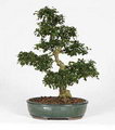 Carmona Microphylla Bonsai